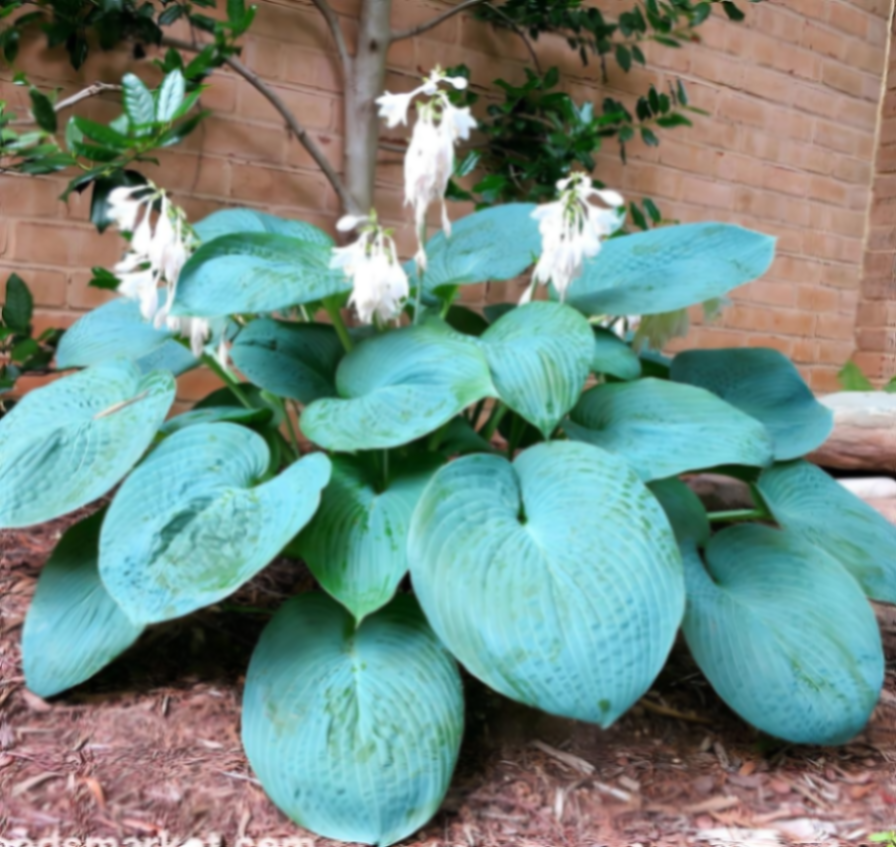 Хоста Биг Дедди